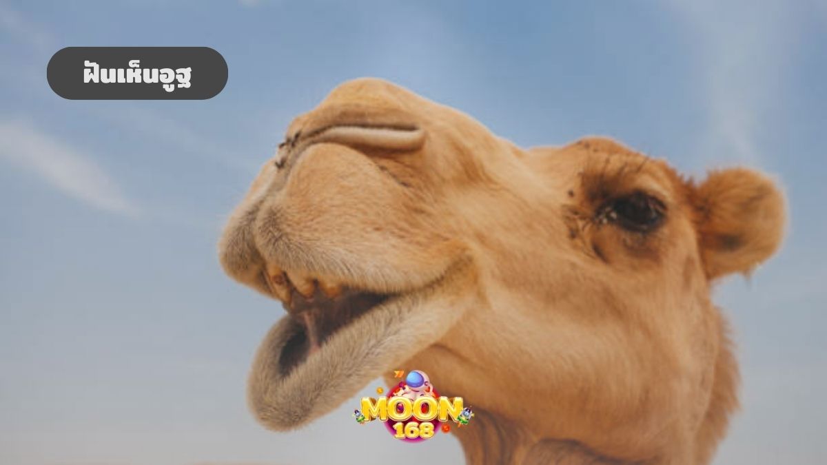 ฝันเห็นอูฐ