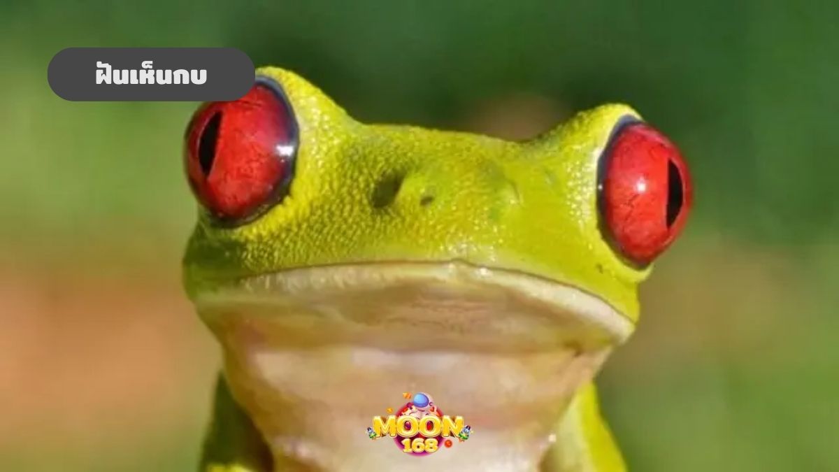 ฝันเห็นกบ