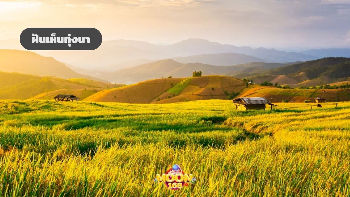 ฝันเห็นทุ่งนา